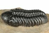Detailed Reedops Trilobite - Lghaft, Morocco #359487-1